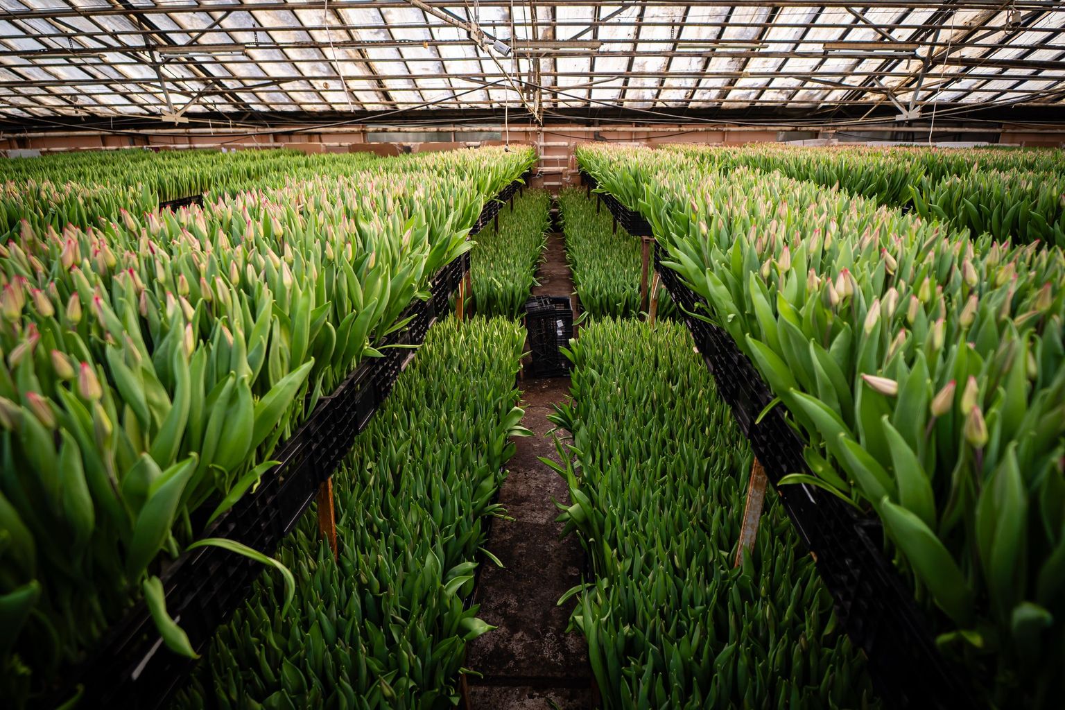 Партии тюльпанов на выгонке в промышленной теплице